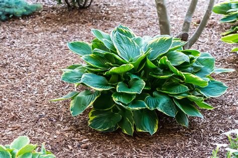 室外耐陰植物|日陰でも育つ屋外のおすすめ植物 